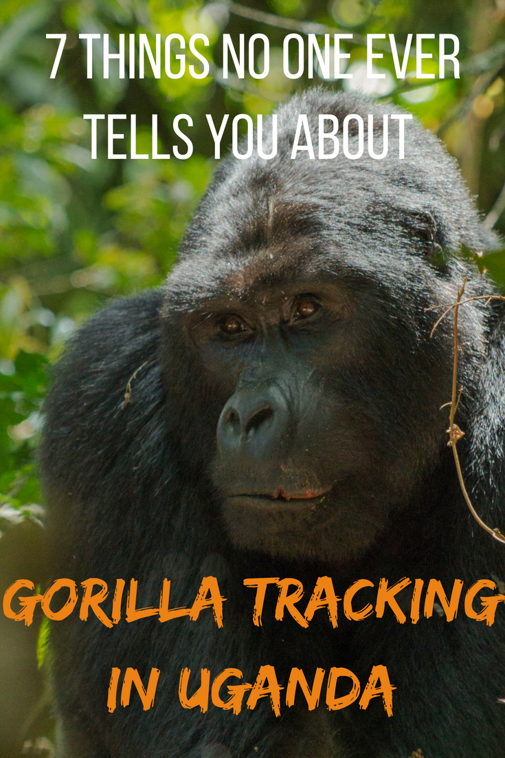 7 things no one ever tells you about gorilla tracking in Uganda