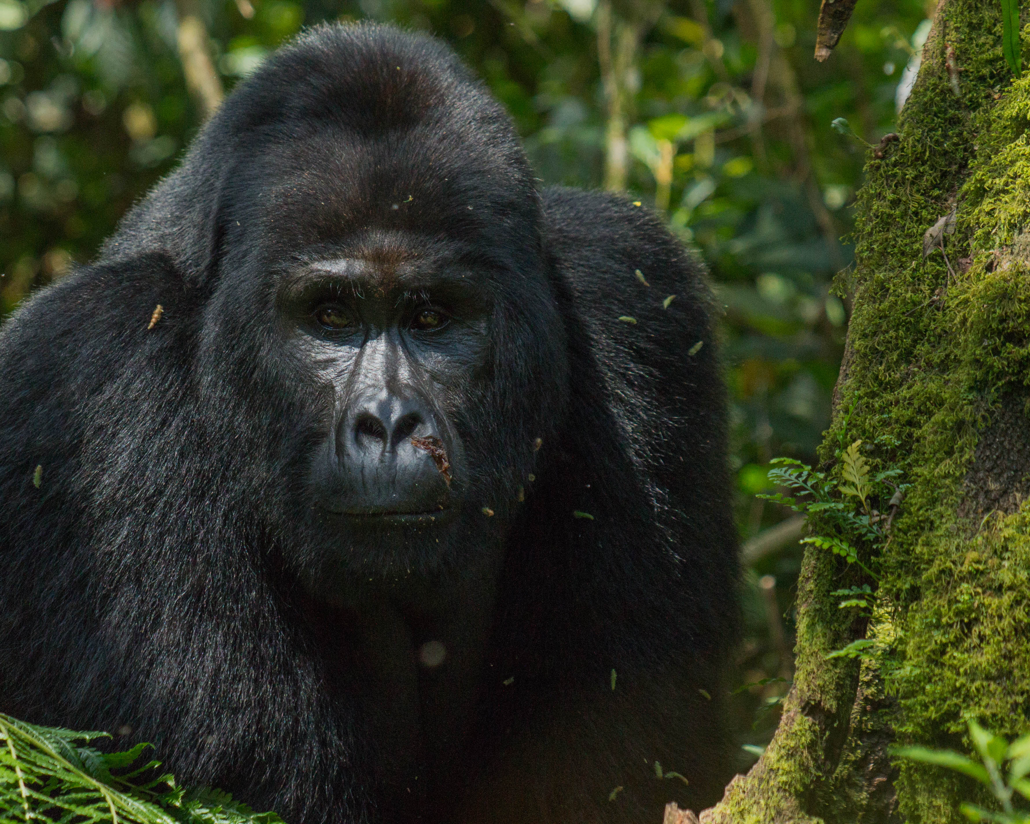 Gorilla tracking in Uganda