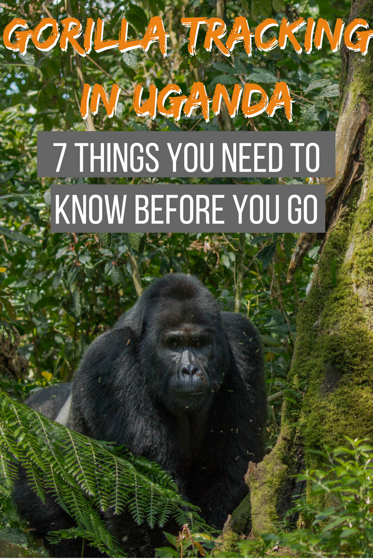 Gorilla tracking in Uganda: 7 things you need to know before you go
