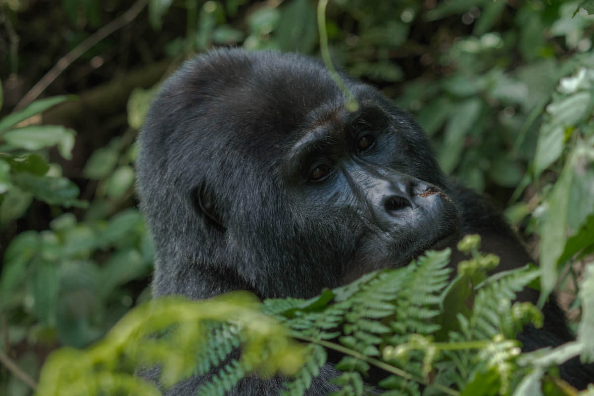 Gorilla tracking in Uganda, Bwindi National Park