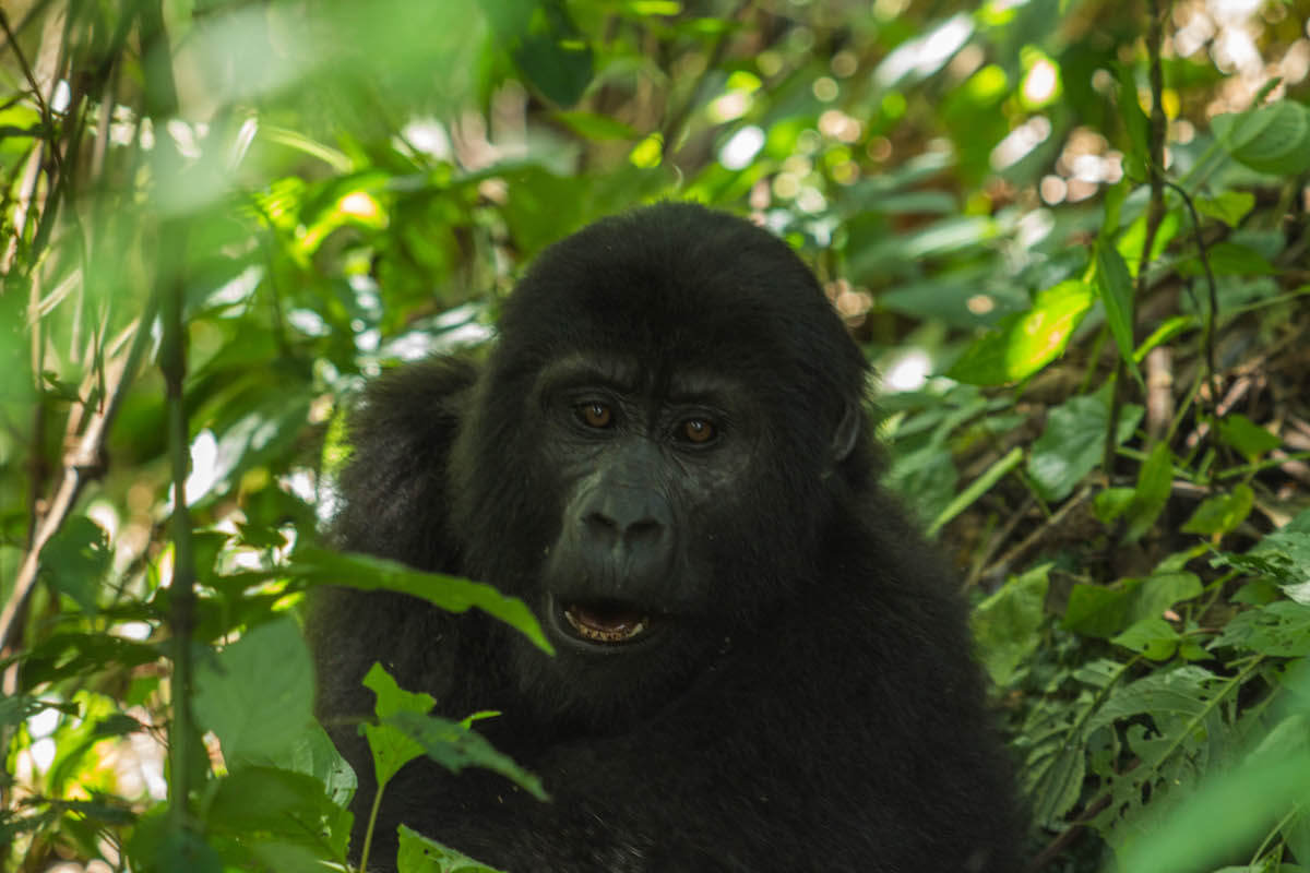 Gorilla tracking in Uganda, Bwindi National Park