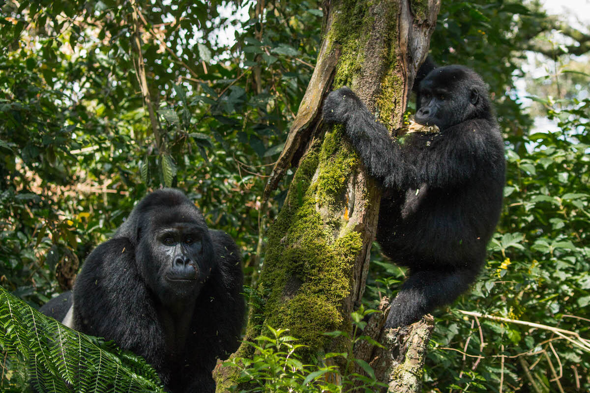 Gorilla Tracking in Uganda