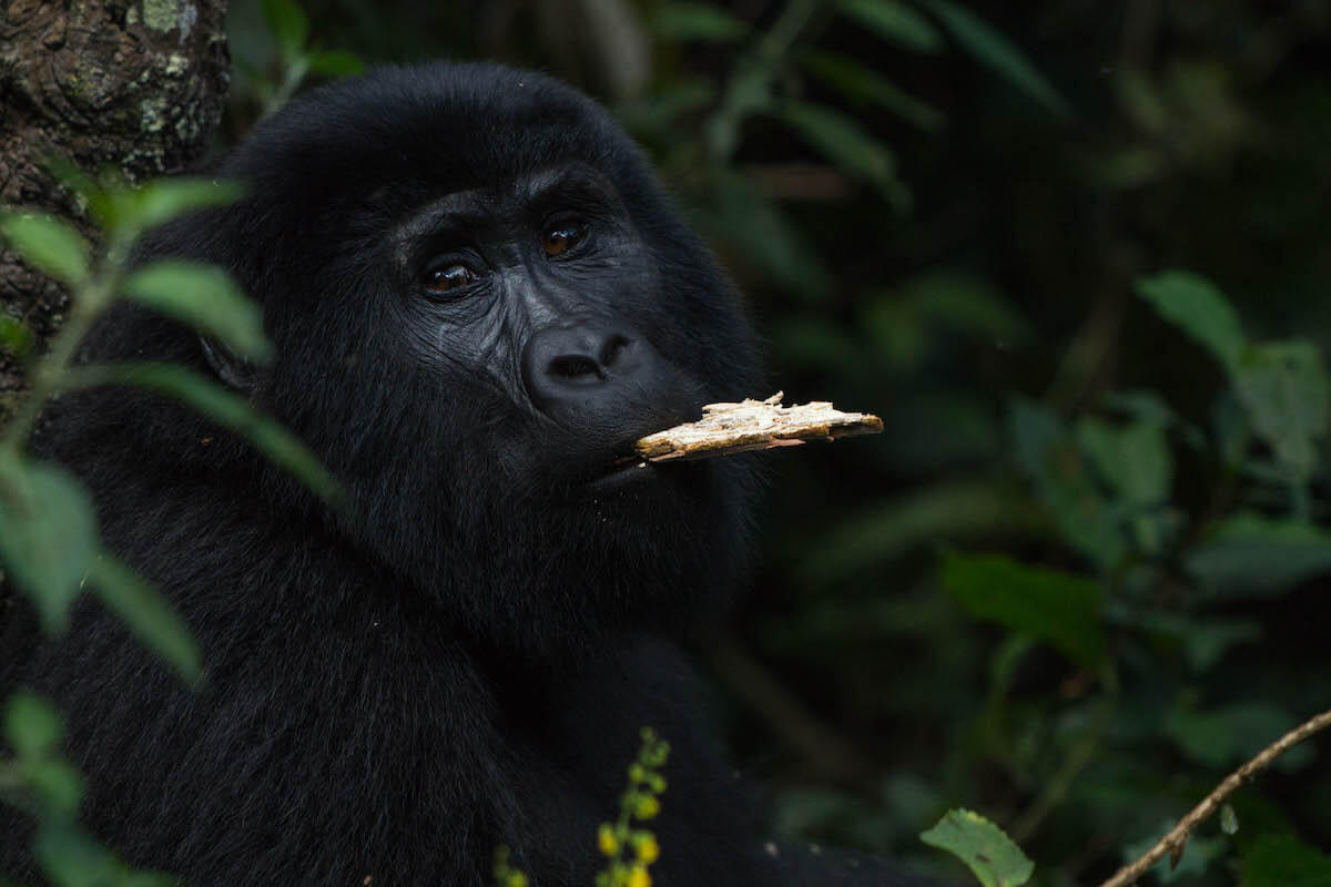 Gorilla tracking in Uganda