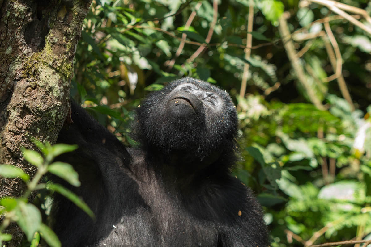 Gorilla Tracking in Uganda