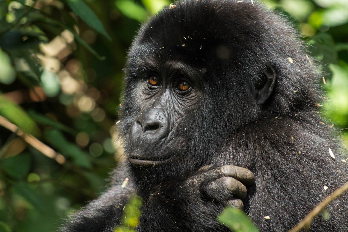 Gorilla tracking in Uganda