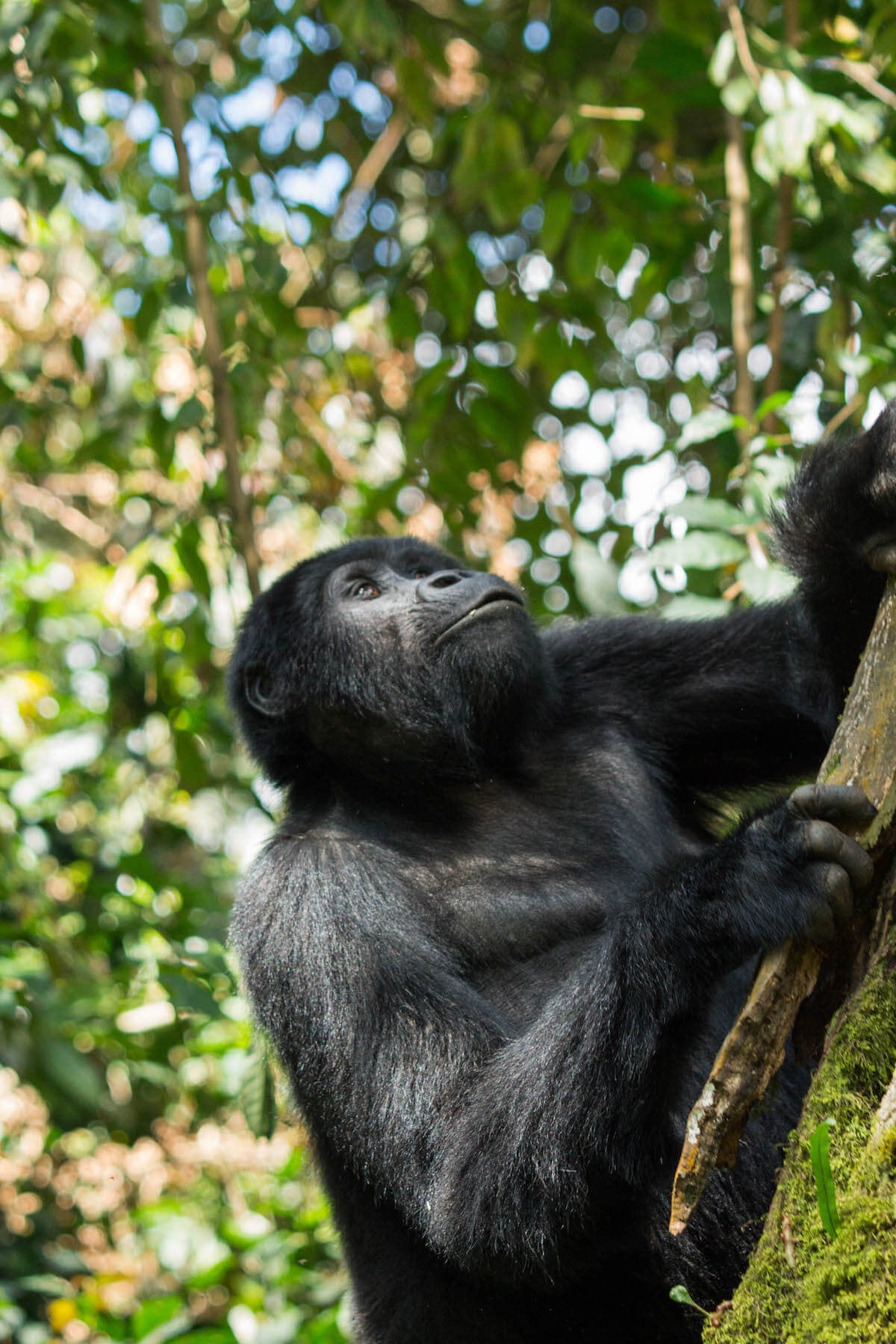 Gorilla tracking in Uganda