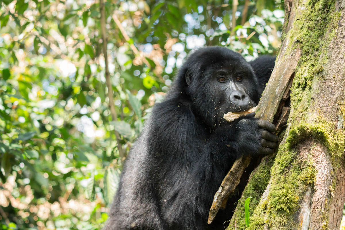 Gorilla tracking in Uganda