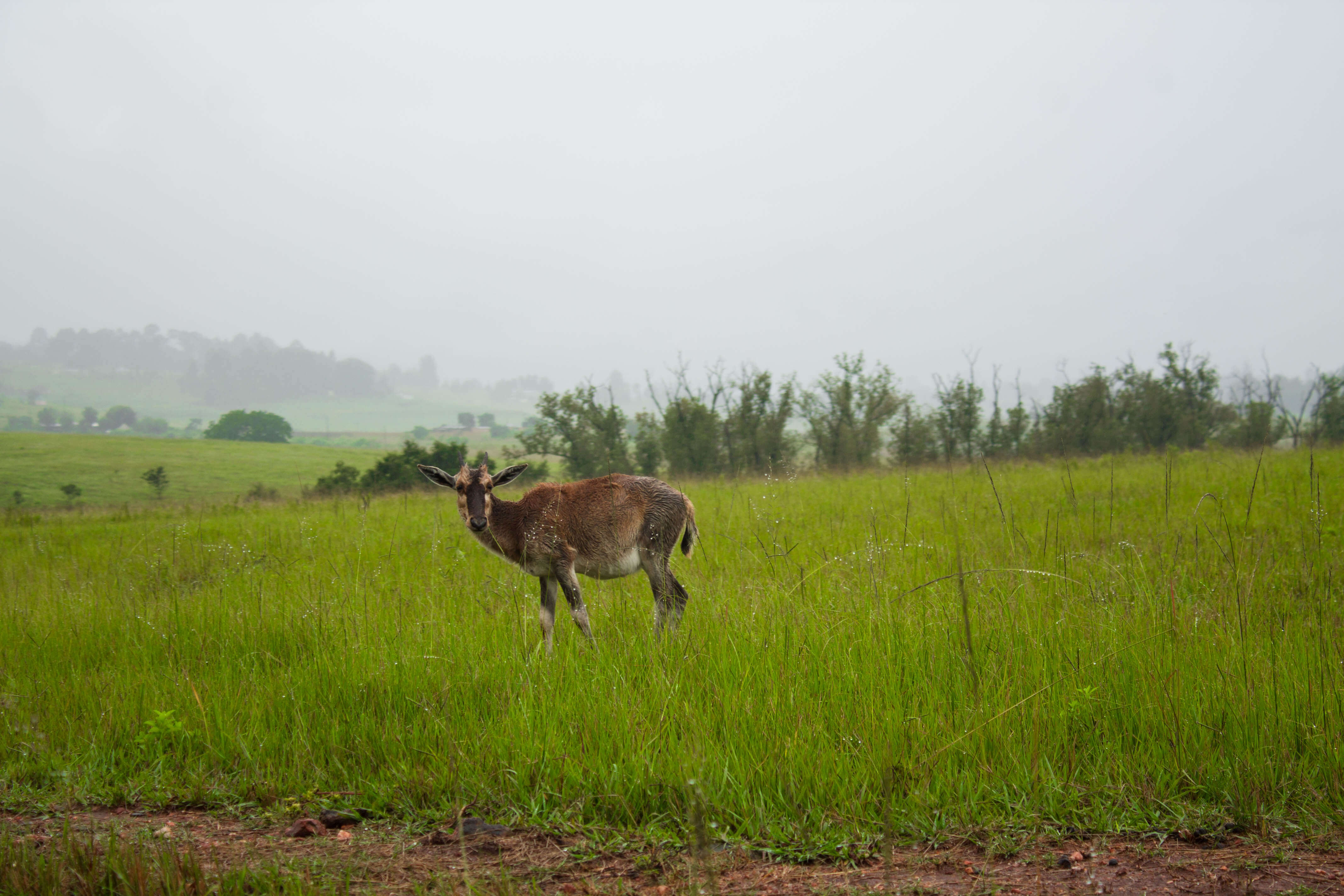 Mlilwane Wildlife sanctuary - 3 day itinerary Swaziland