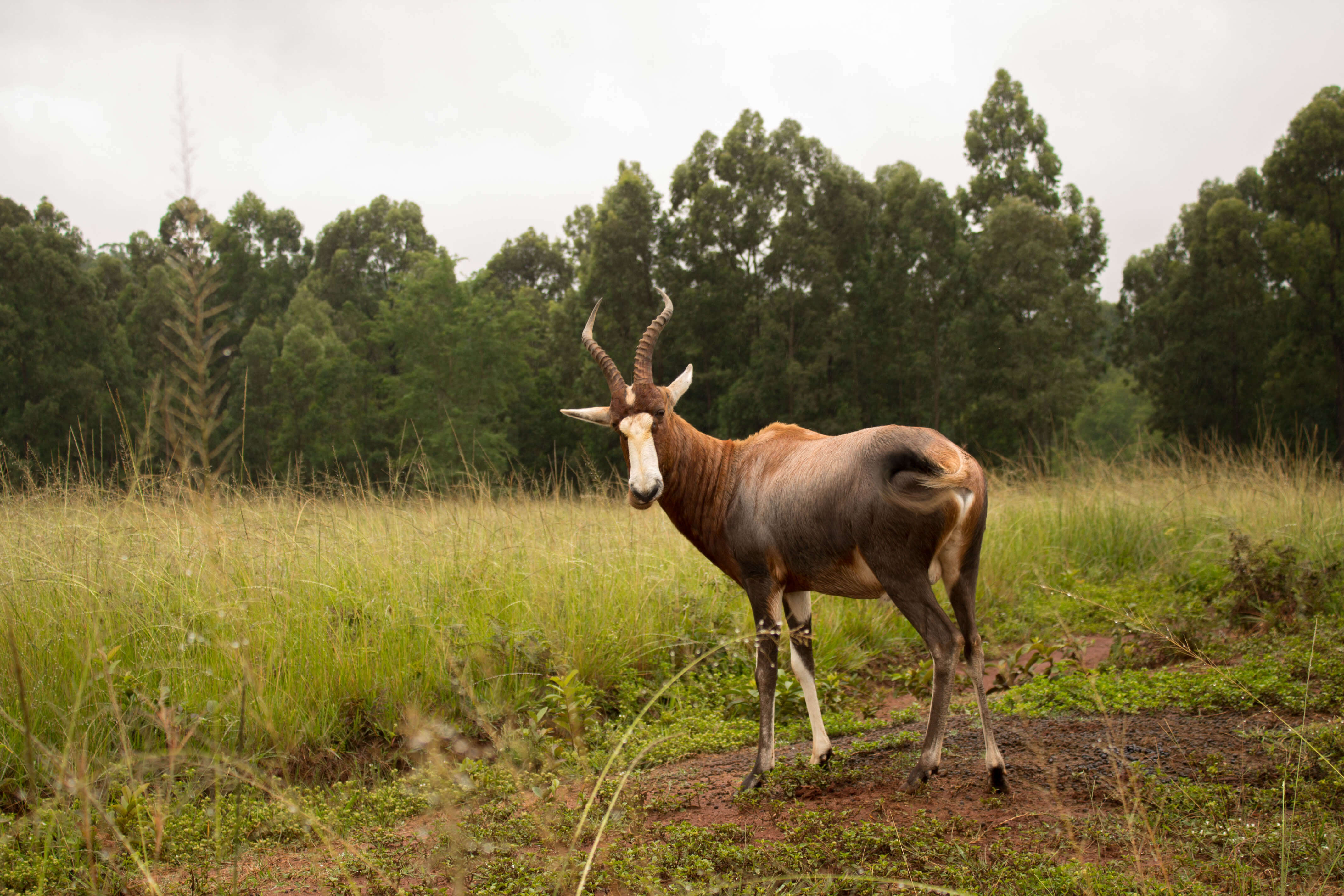 Mlilwane Wildlife sanctuary - 3 day itinerary Swaziland