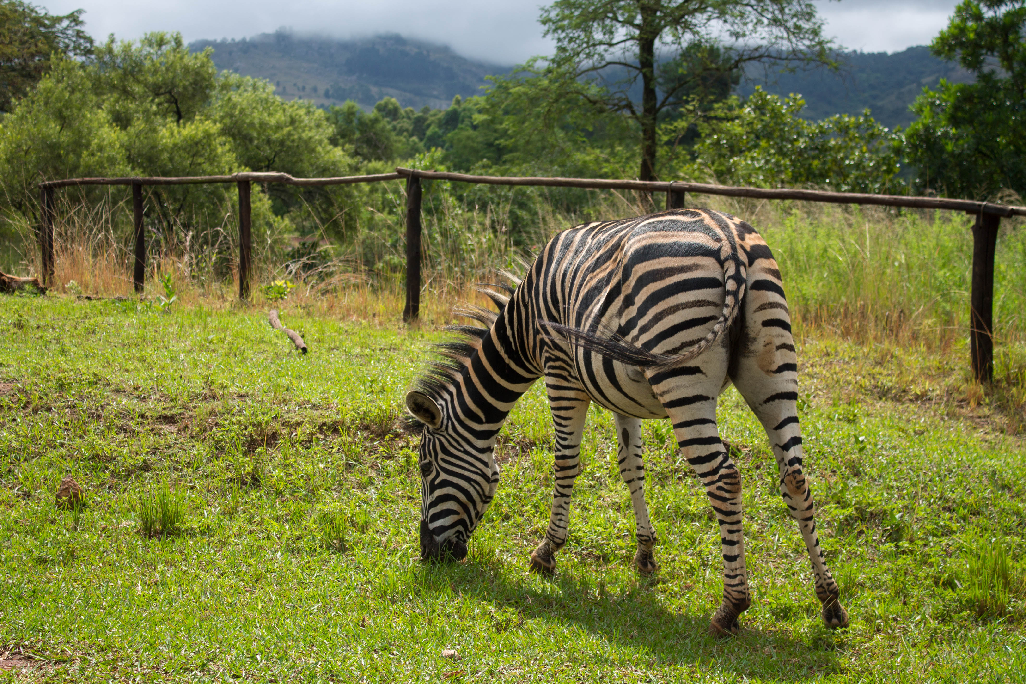 Mlilwane Wildlife sanctuary - 3 day itinerary Swaziland