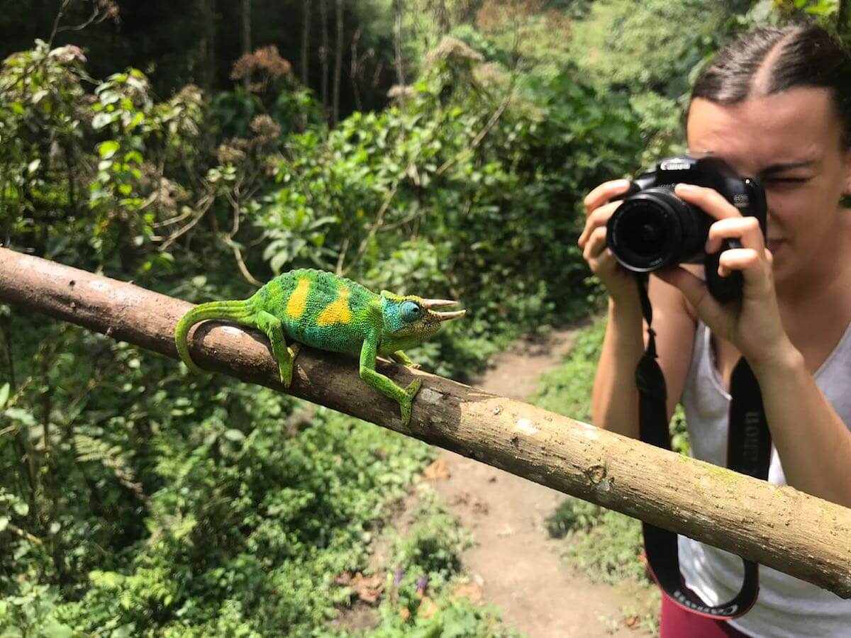 chameleon tracking in the Bwindi jungle