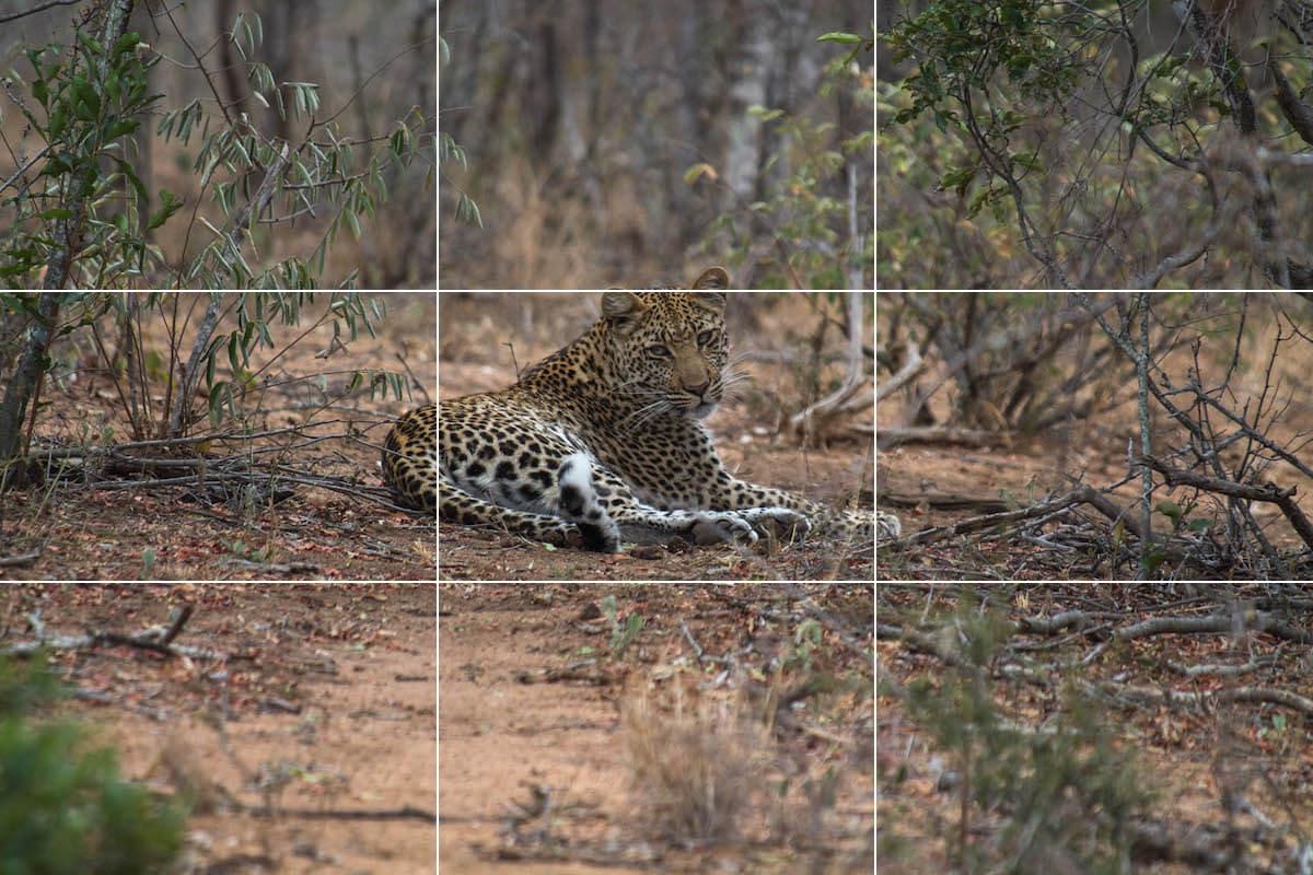 Rule of thirds: wildlife photography tips