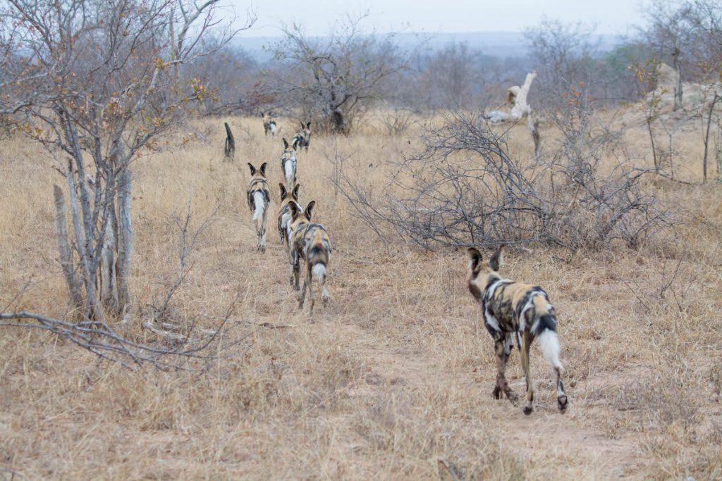 Nthambo Tree Camp - Klaserie Nature Reserve