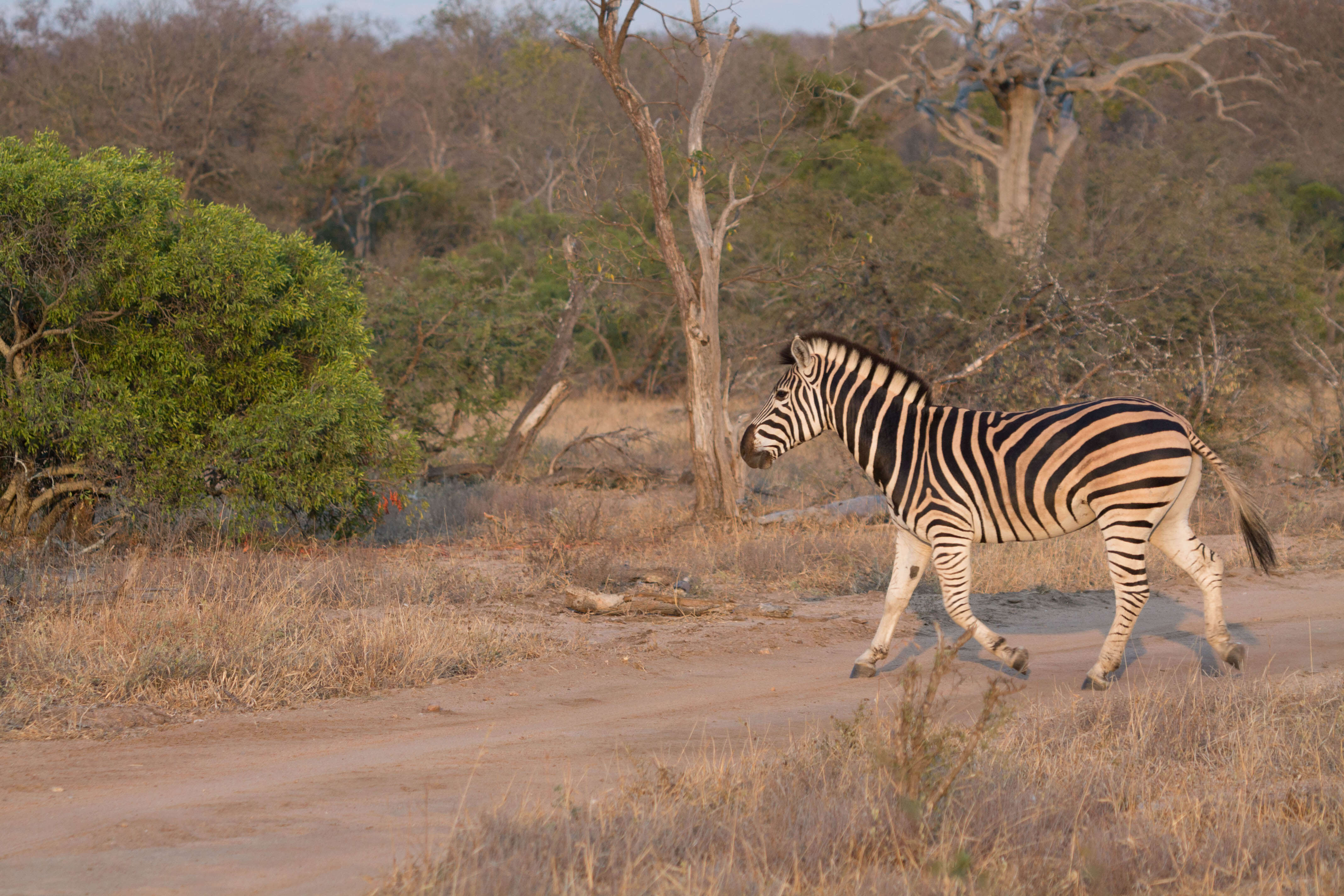 South African private concession lodge