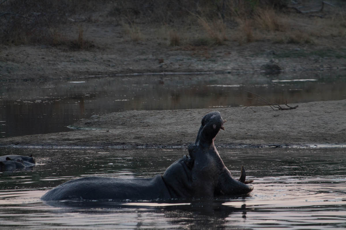 6 wildlife photography tips