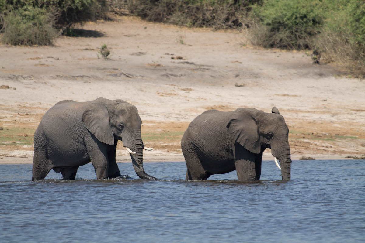 Chobe Day Trip from Victoria Falls: is it worth it?