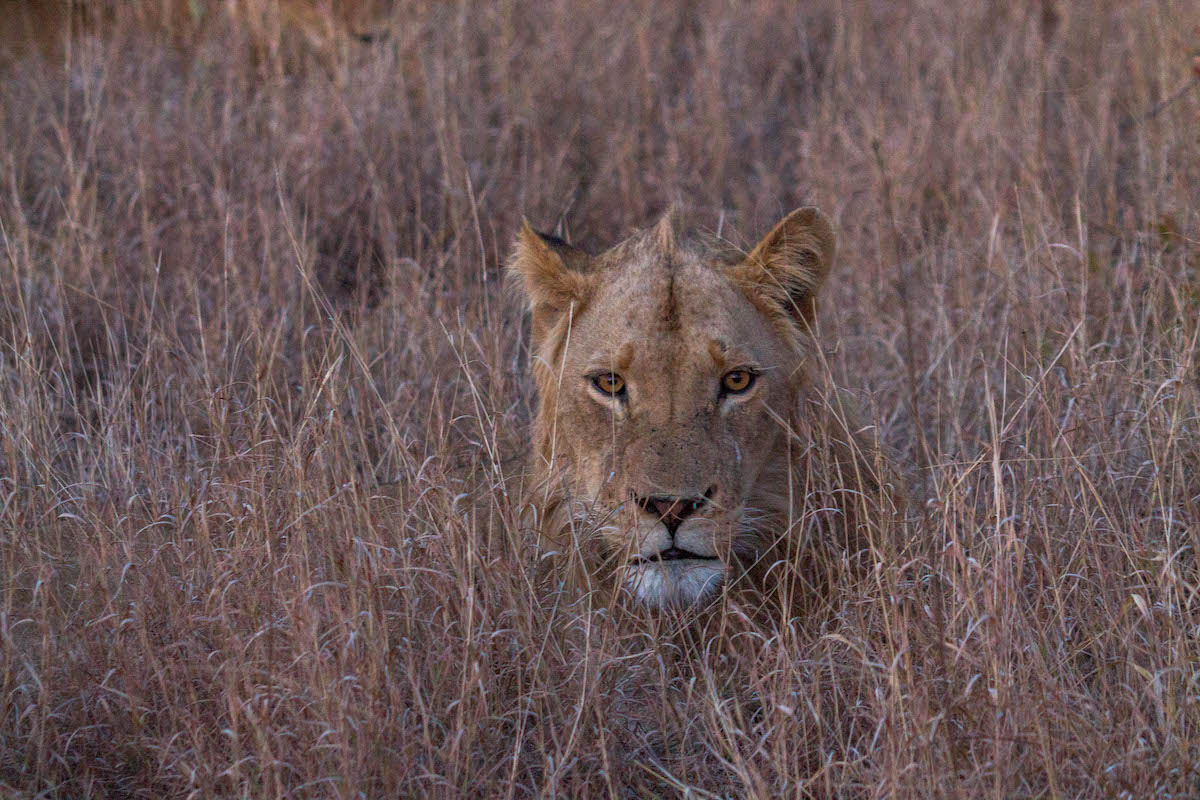 I'M 8 HOURS AHEAD Bucket List: seeing the Big 5