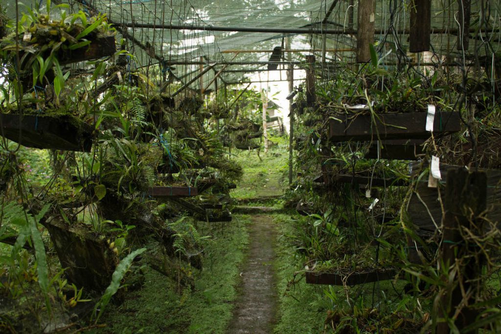 Jardim Botánico de Bom Sucesso in São Tomé