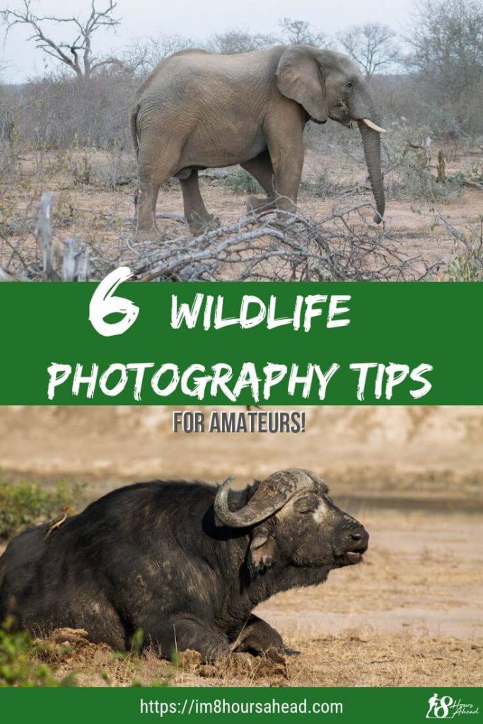 6 wildlife photography tips for amateurs