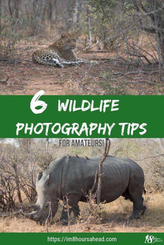 6 wildlife photography tips for amateurs