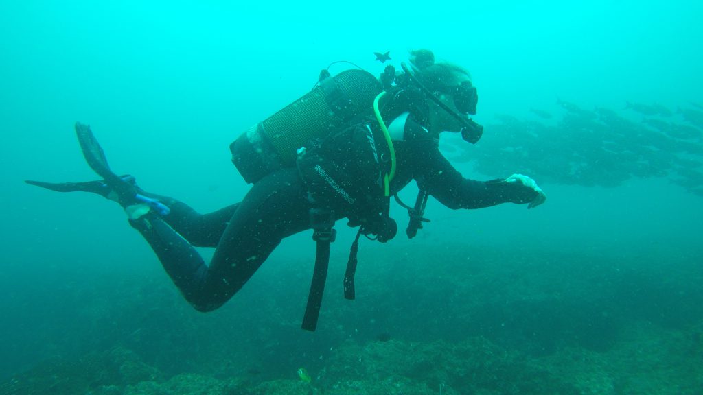 Diving in Tofo, Mozambique