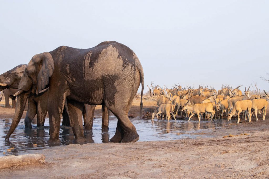 Waterhole with elephants