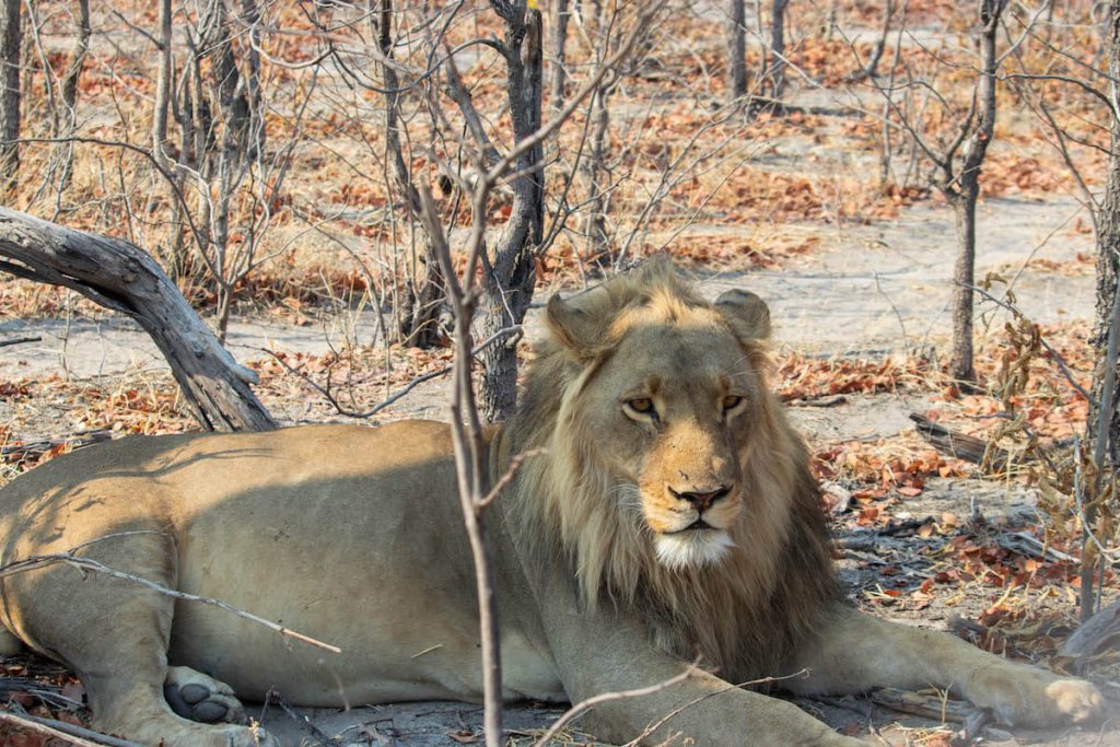 Lion male in the Okavango Delta