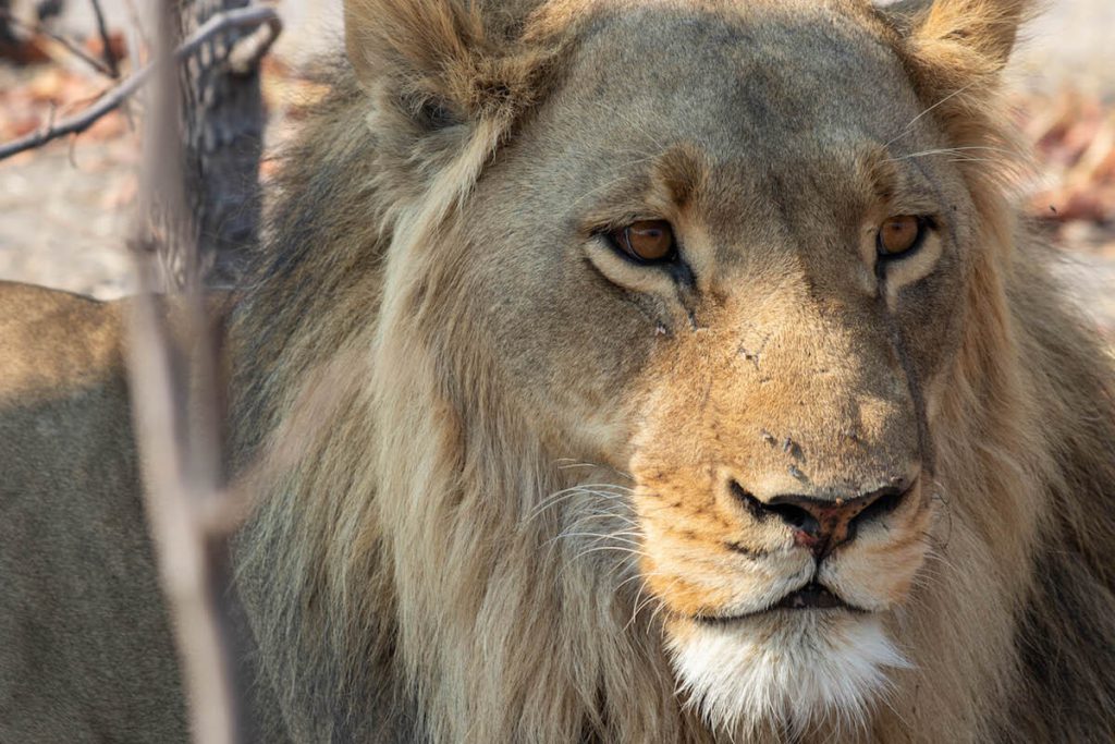 Lion male up close