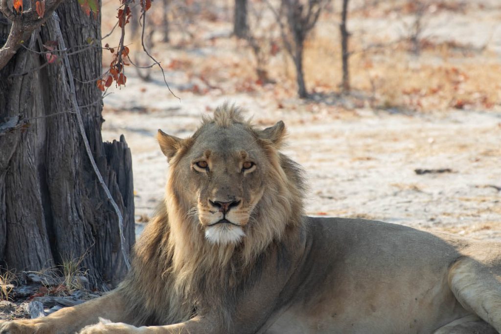 lion male looking up to the camera