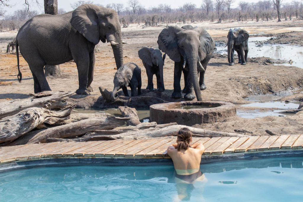 In the pool with elephants very close