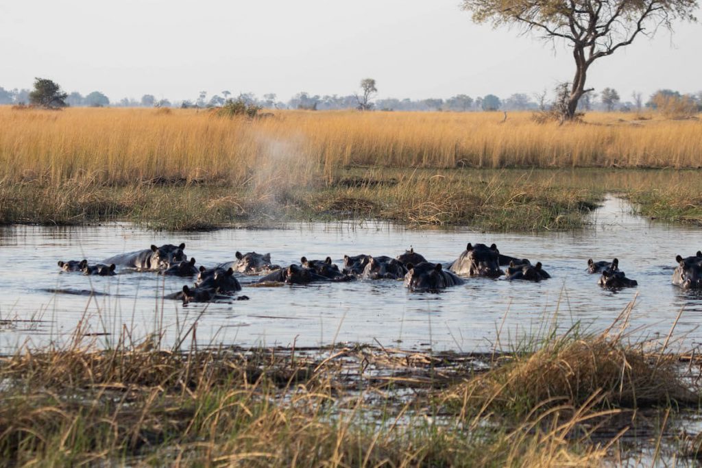 a school of hippos in the Okavango Delta