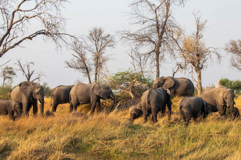 Group of elephants in the Okavango Delta