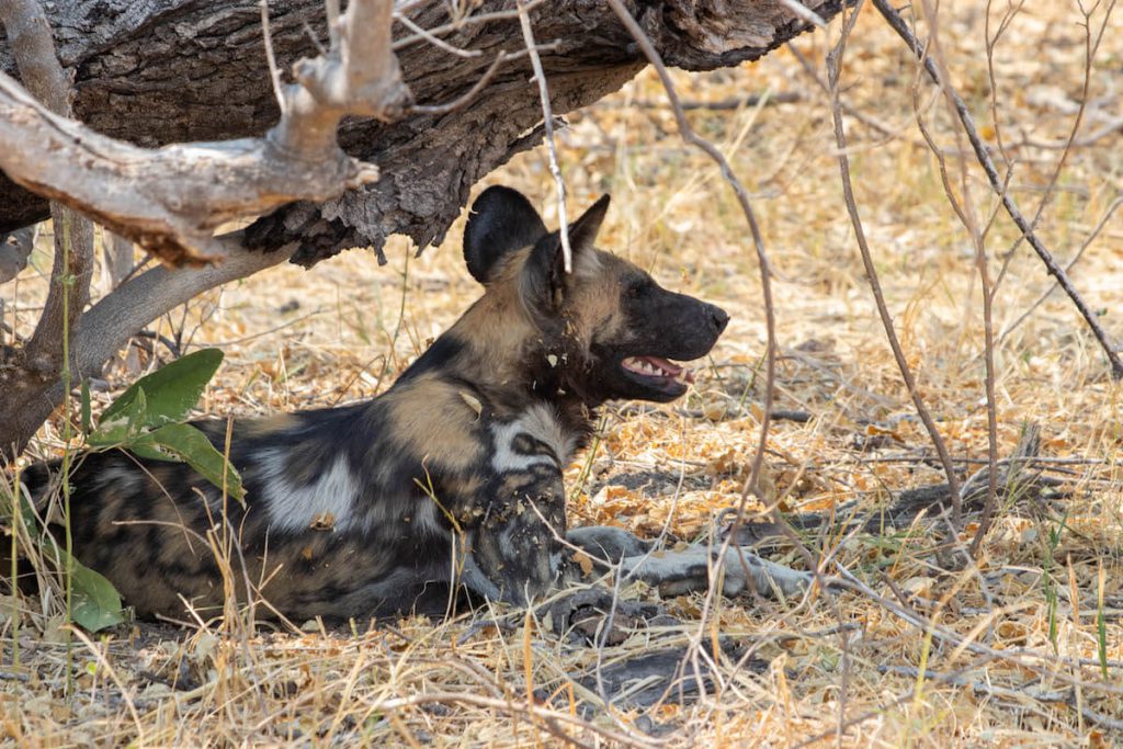 Finding wild dogs in the Okavango Delta