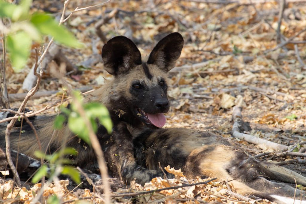 Finding wild dogs in the Okavango Delta