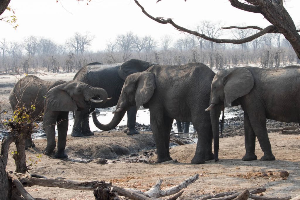 Elephants playing