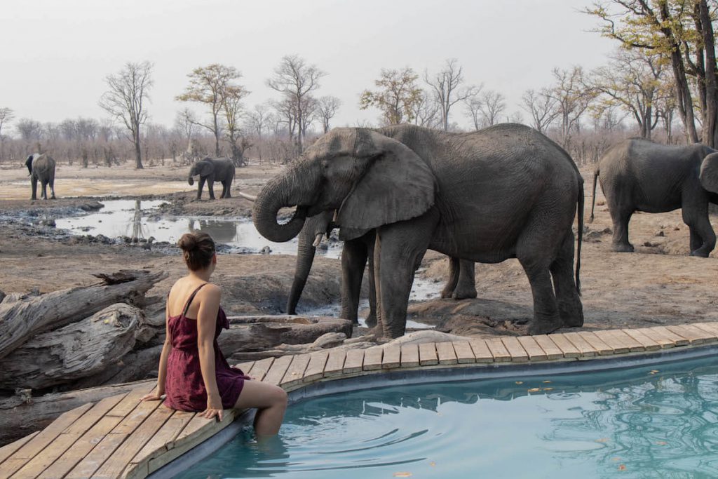 With elephants company in the pool