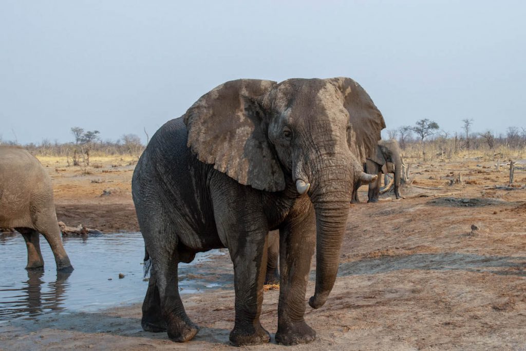 textures of mud in an elephant