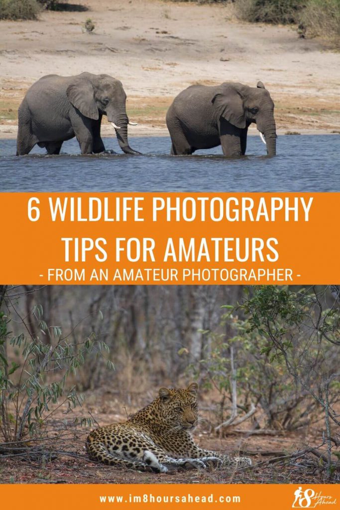 6 wildlife photography tips for amateurs
