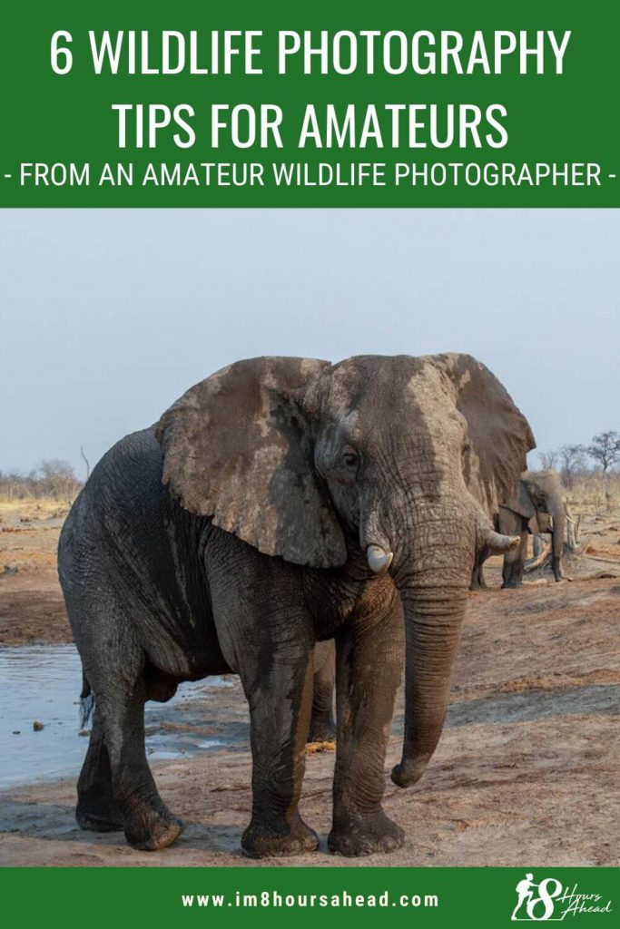 6 wildlife photography tips for amateurs