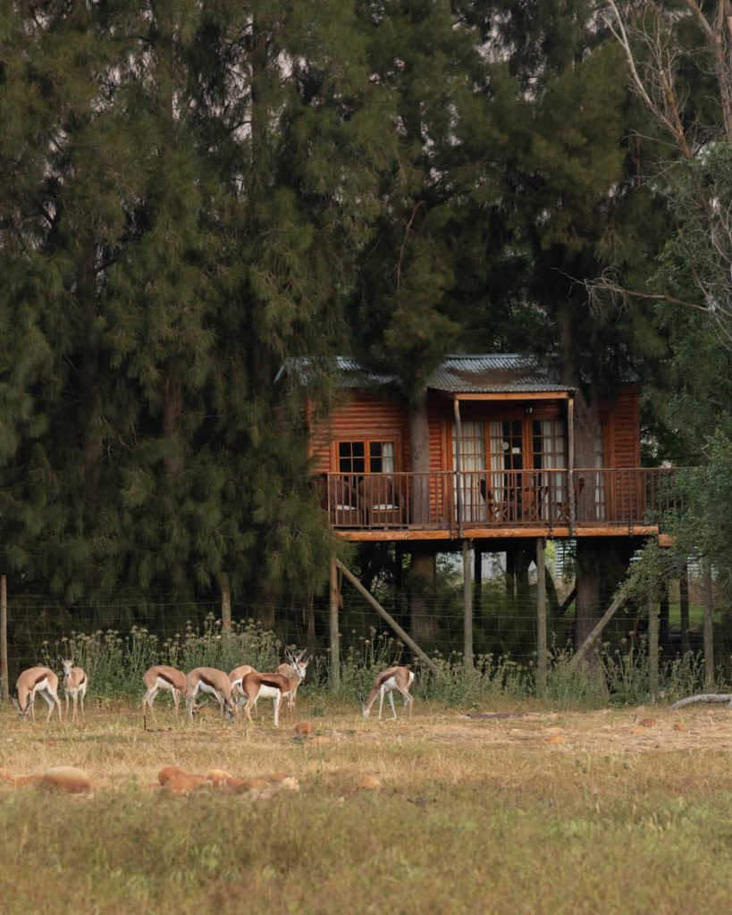 Tree house at Vindoux Guest Farm, South Africa