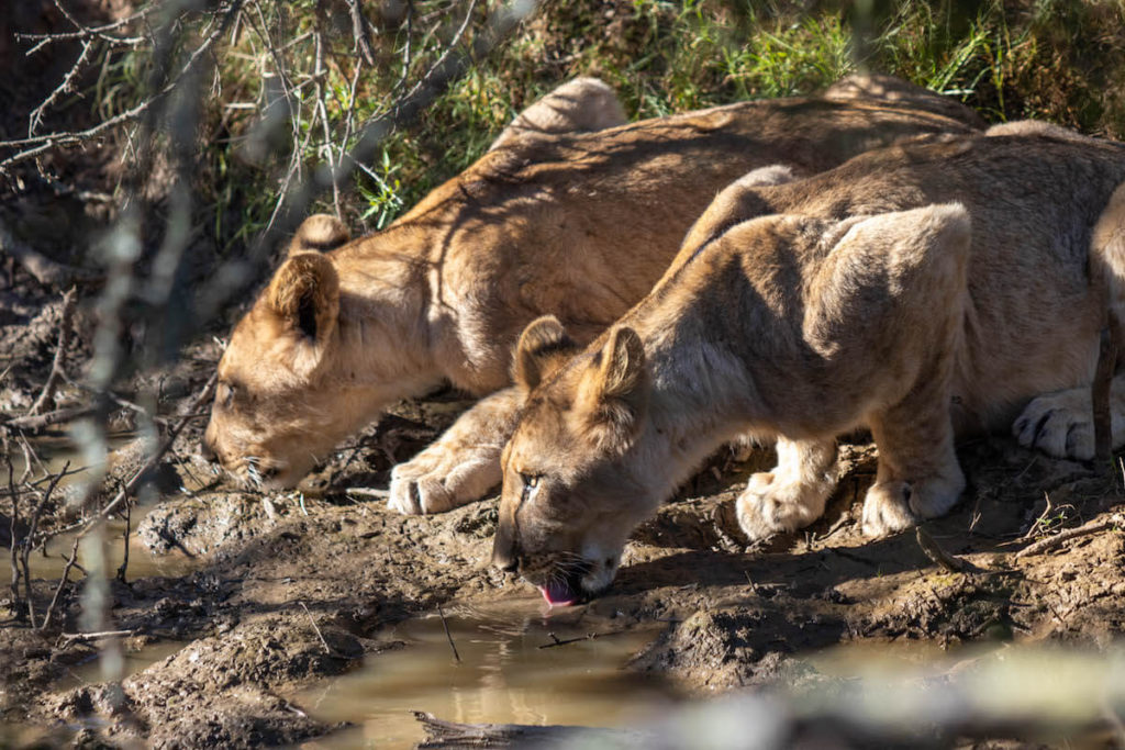 How to ensure your wildlife encounter is ethical