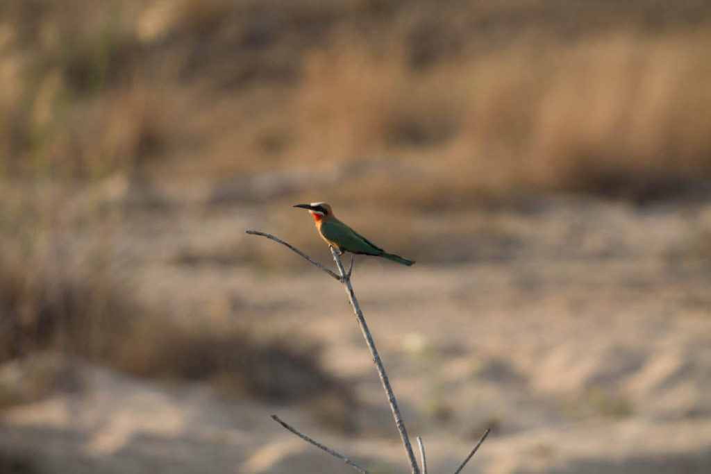 How to ensure your wildlife encounter is ethical