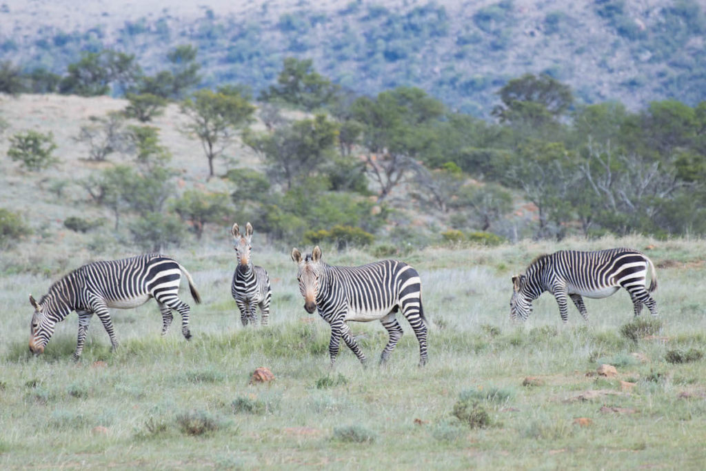 On safari at Samara Game Reserve