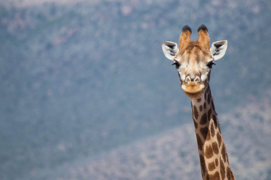 On safari at Samara Game Reserve