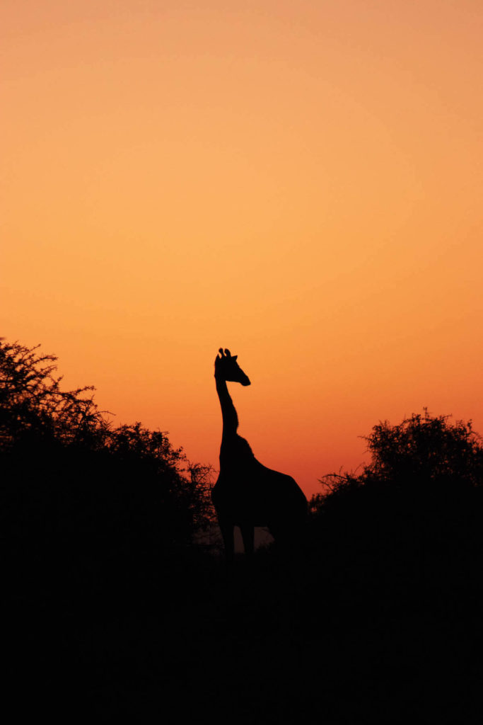 On safari at Samara Game Reserve