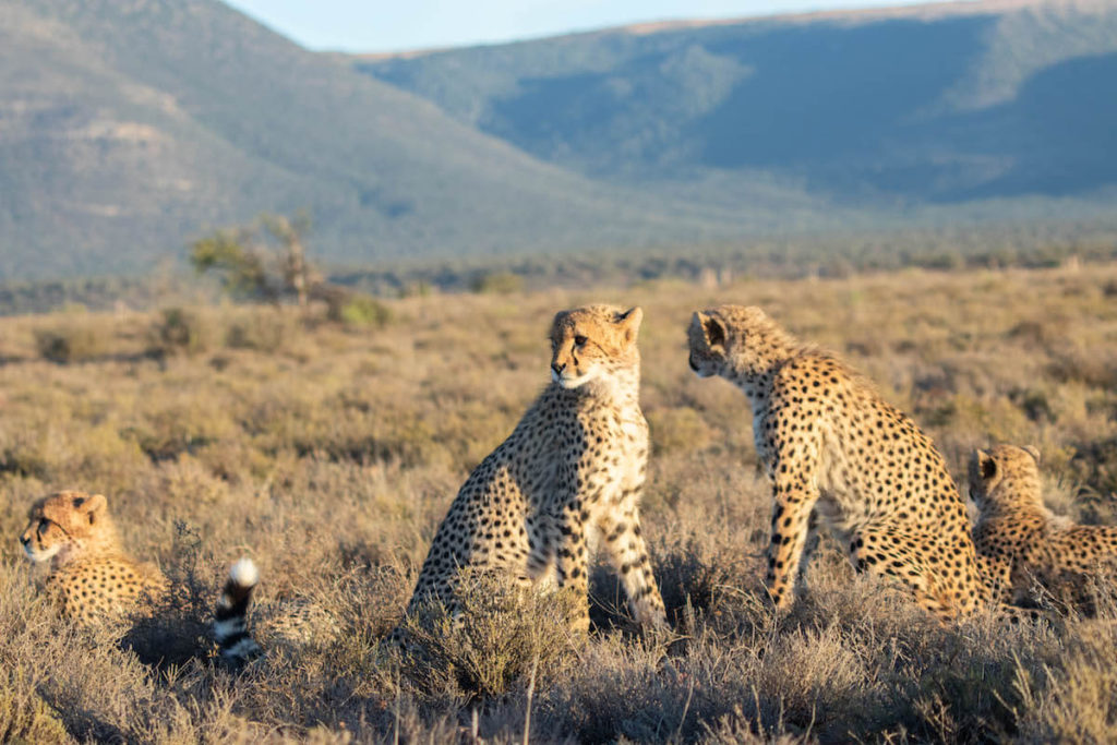 On safari at Samara Game Reserve