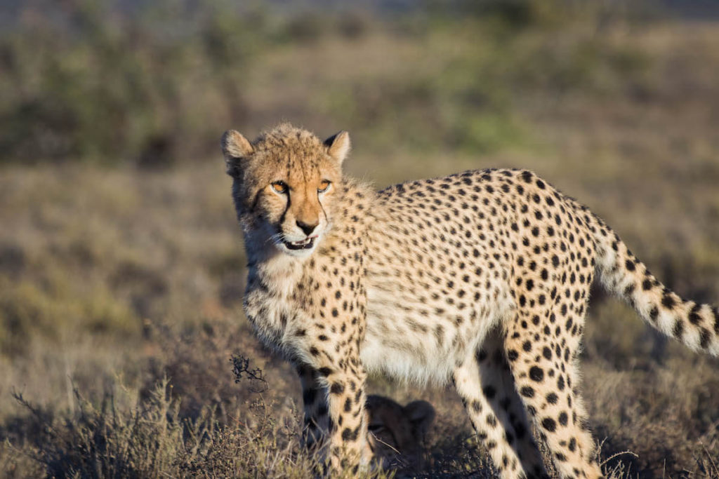 Tracking cheetah on foot at Samara Game Reserve