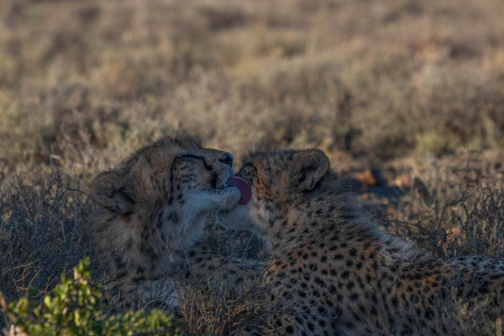 Tracking cheetah on foot at Samara Game Reserve