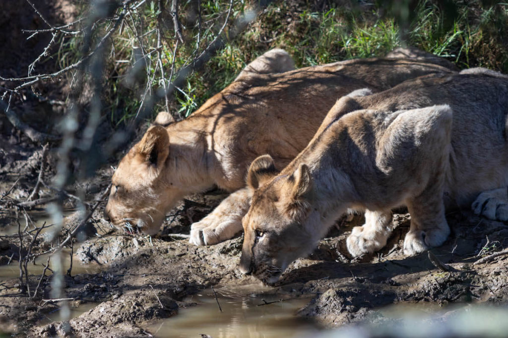 On safari at Samara Game Reserve