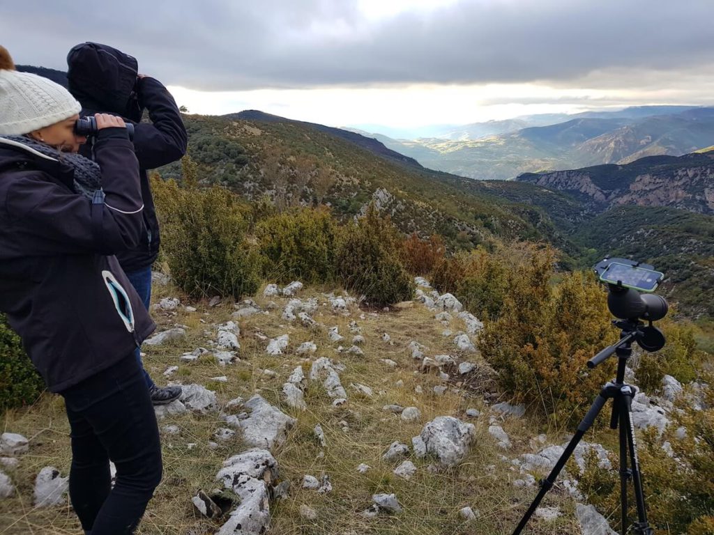 Deer rut season in Catalunya